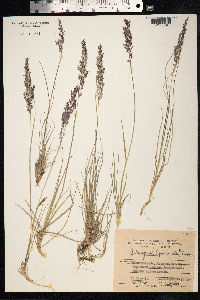 Calamagrostis lapponica image