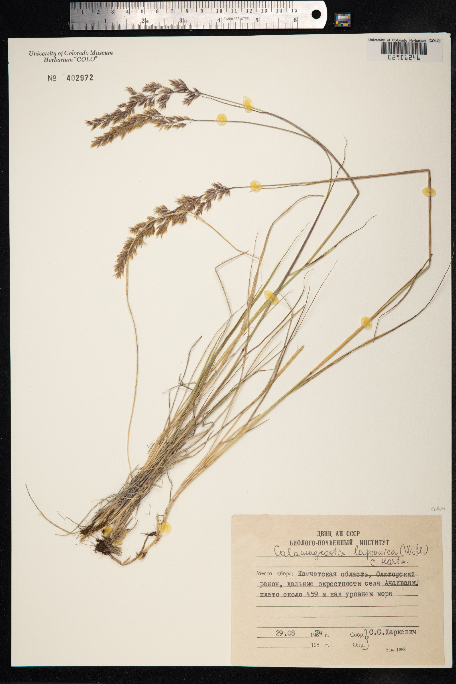 Calamagrostis lapponica image