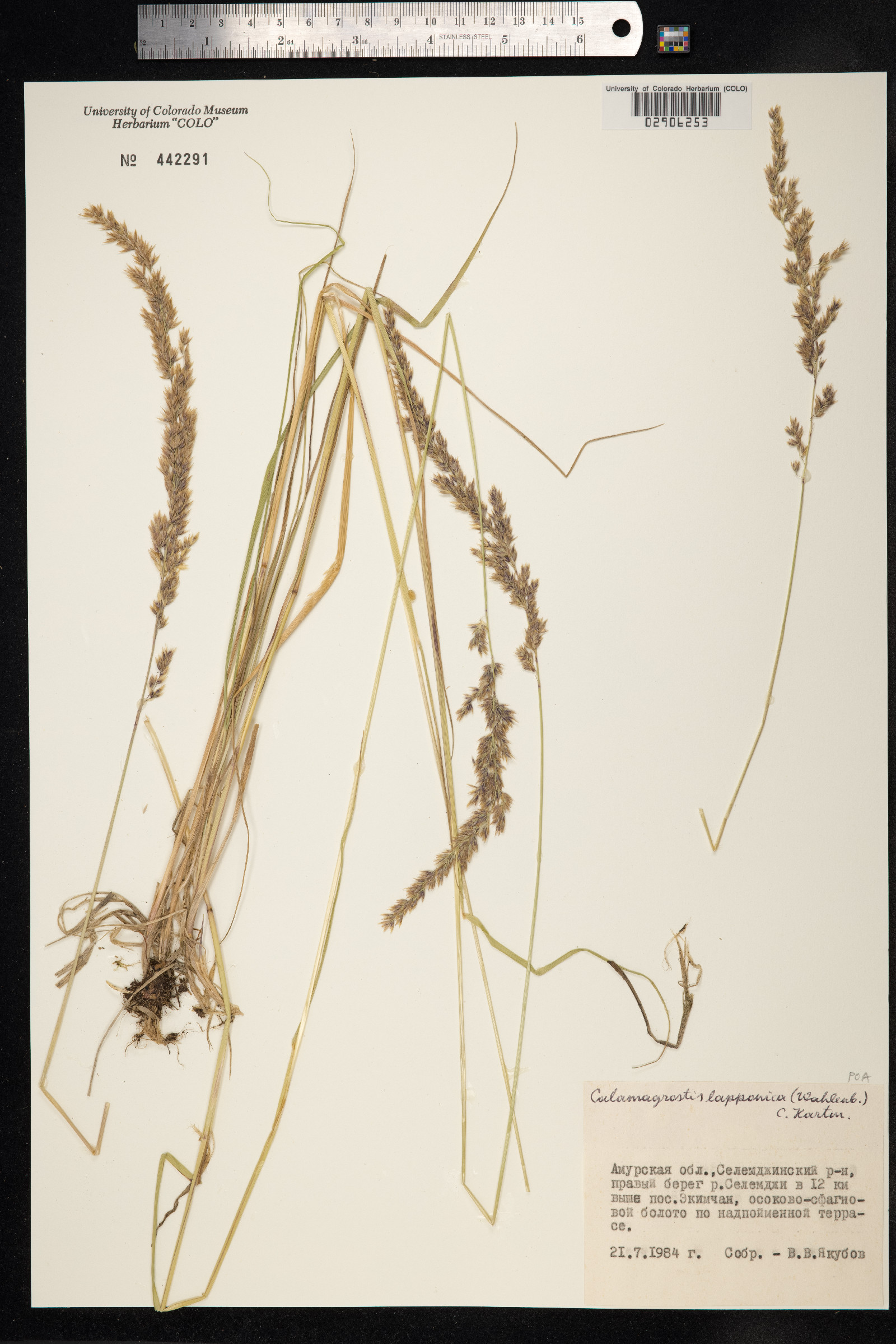 Calamagrostis lapponica image