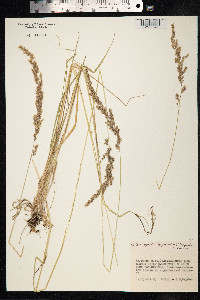 Calamagrostis lapponica image