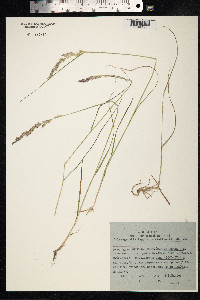 Calamagrostis lapponica image
