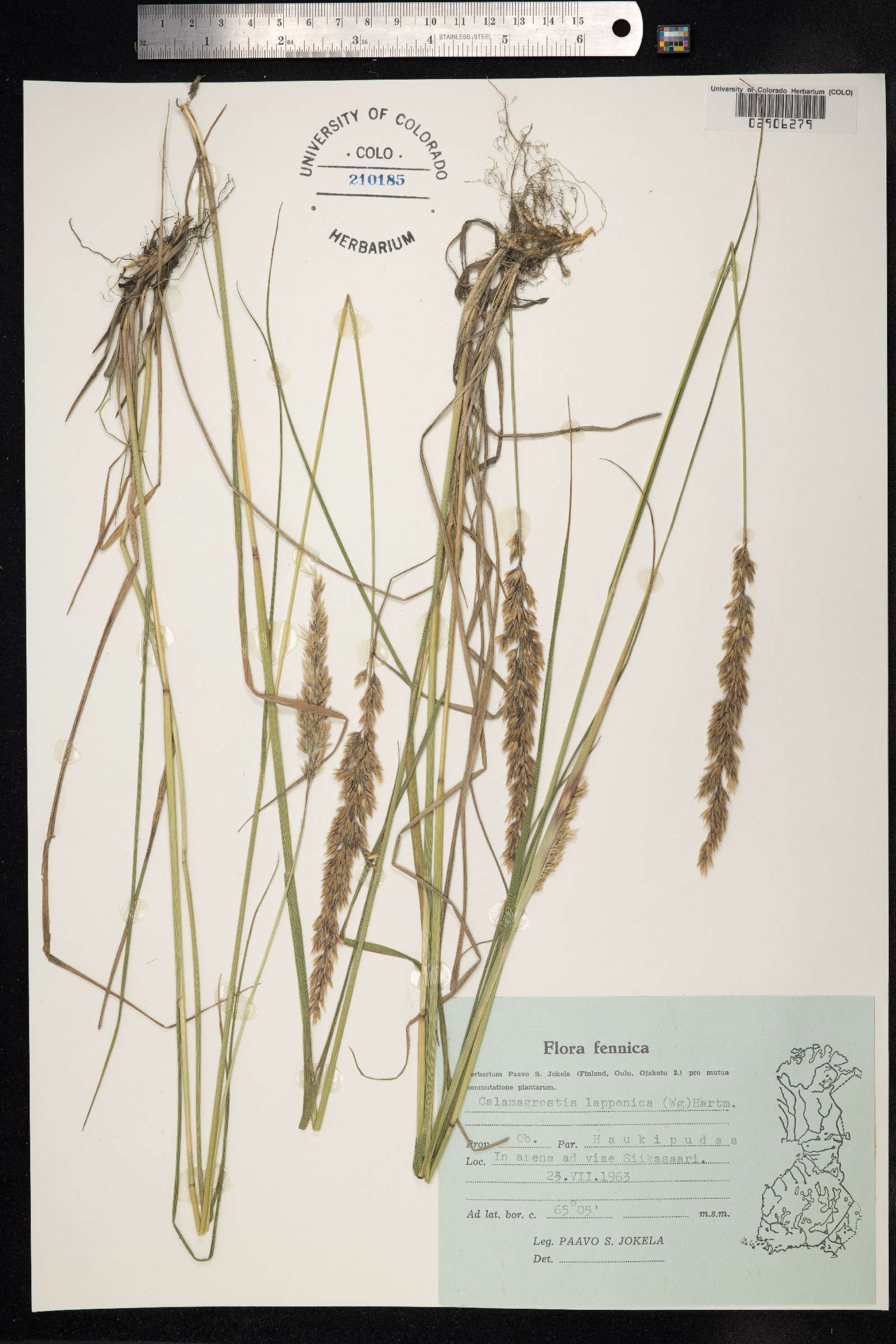 Calamagrostis lapponica image