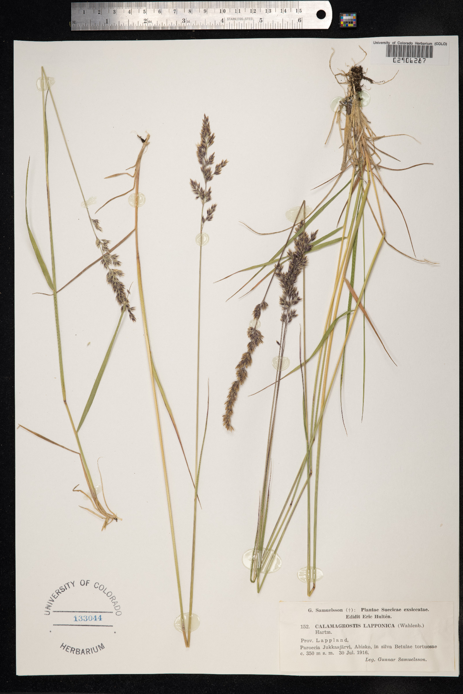 Calamagrostis lapponica image