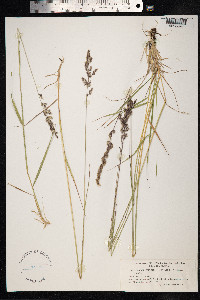 Calamagrostis lapponica image