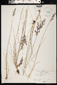 Calamagrostis lapponica image