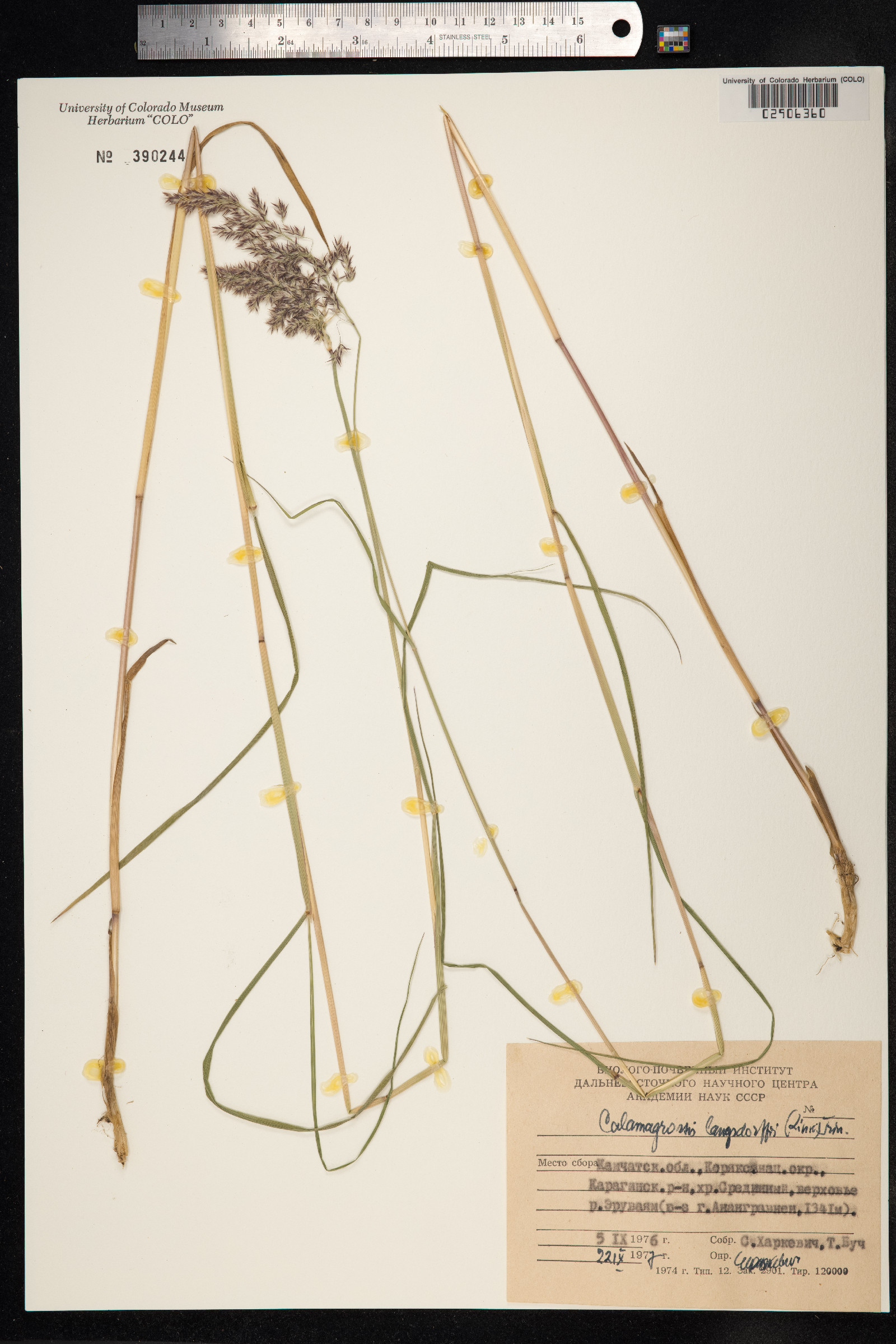 Calamagrostis canadensis var. langsdorffii image