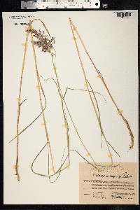 Calamagrostis canadensis var. langsdorffii image