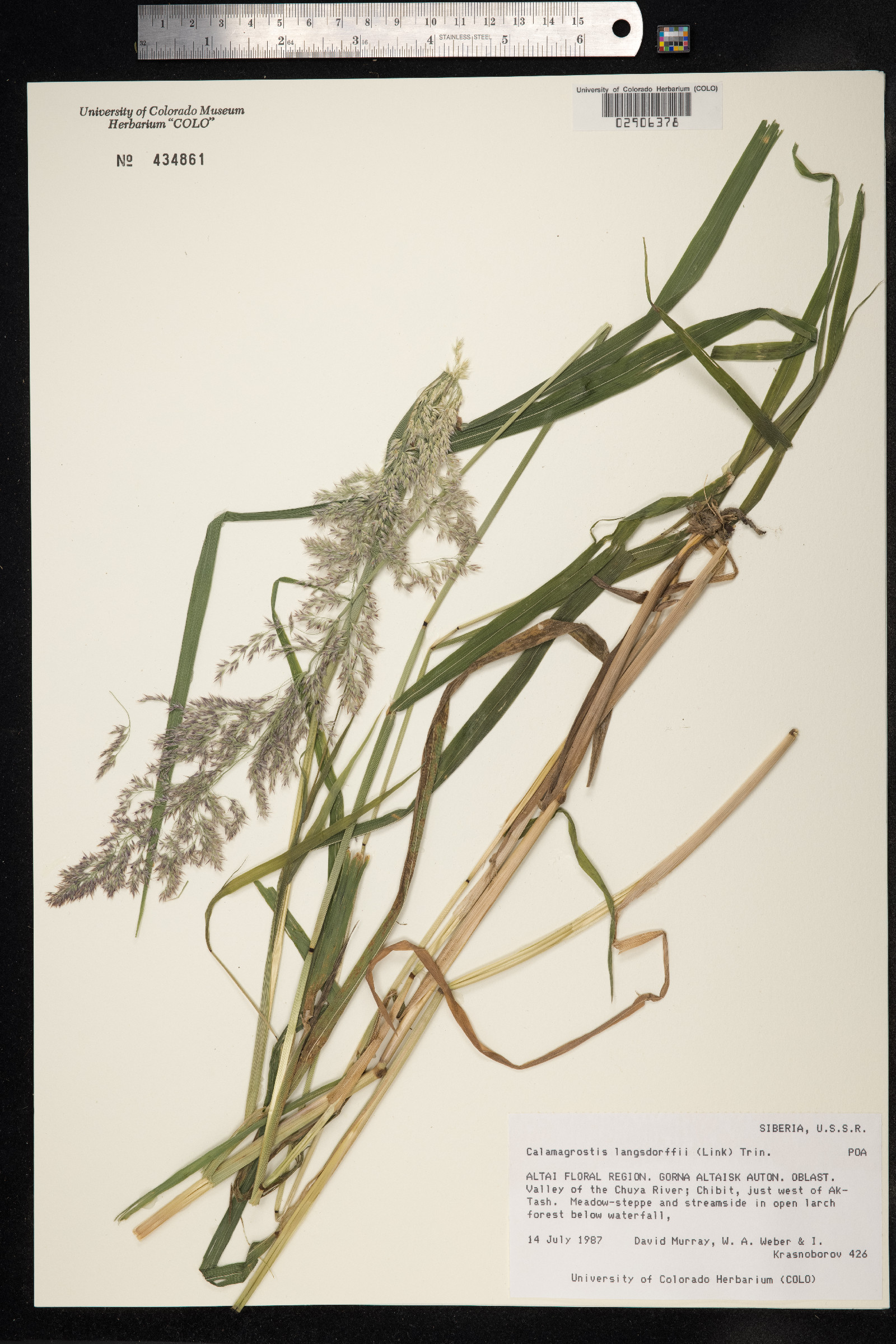 Calamagrostis canadensis var. langsdorffii image