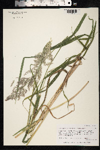 Calamagrostis canadensis var. langsdorffii image