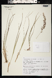 Calamagrostis lapponica image