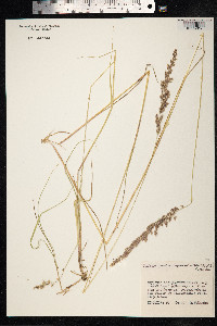 Calamagrostis lapponica image