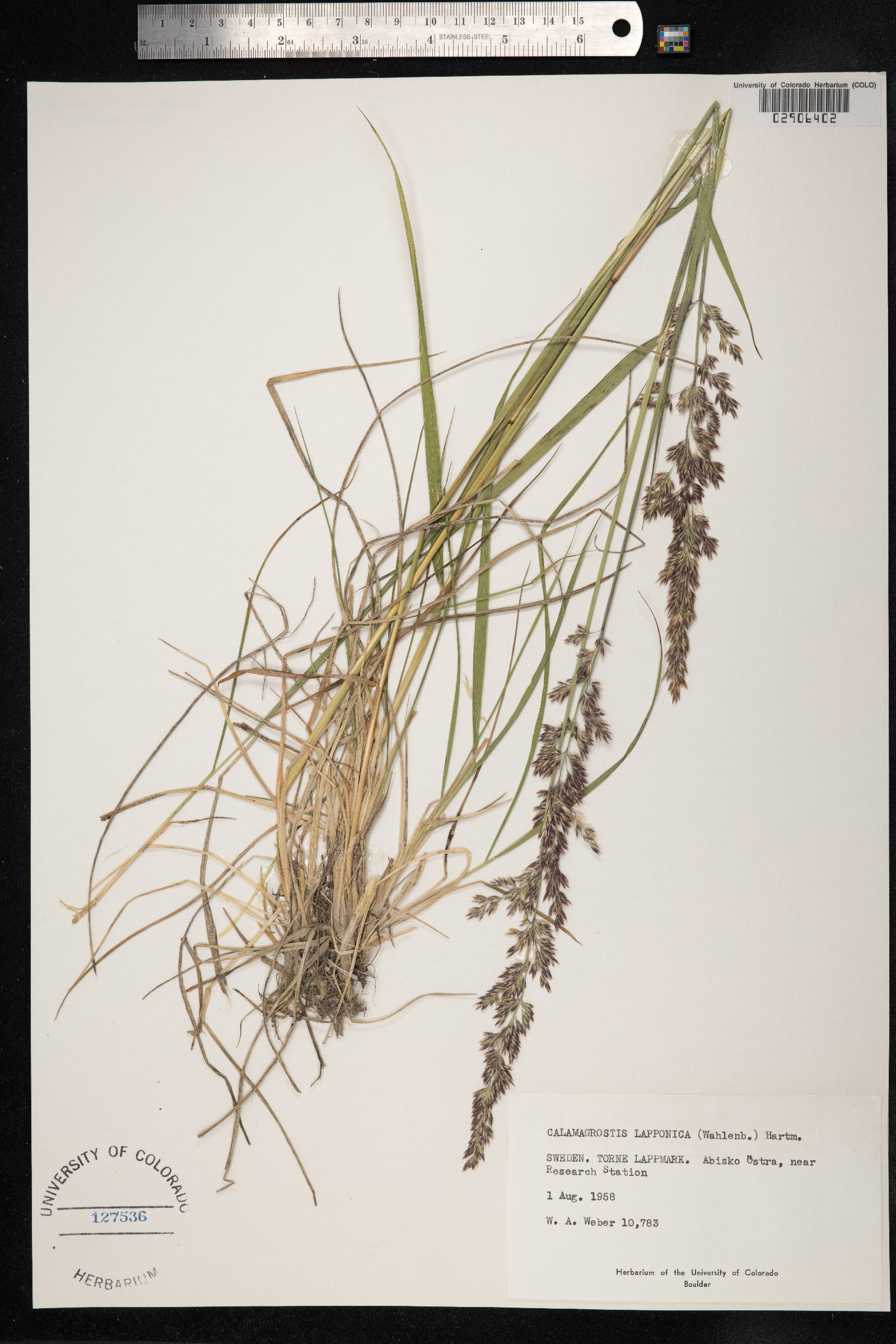Calamagrostis lapponica image