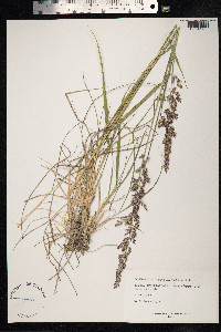 Calamagrostis lapponica image