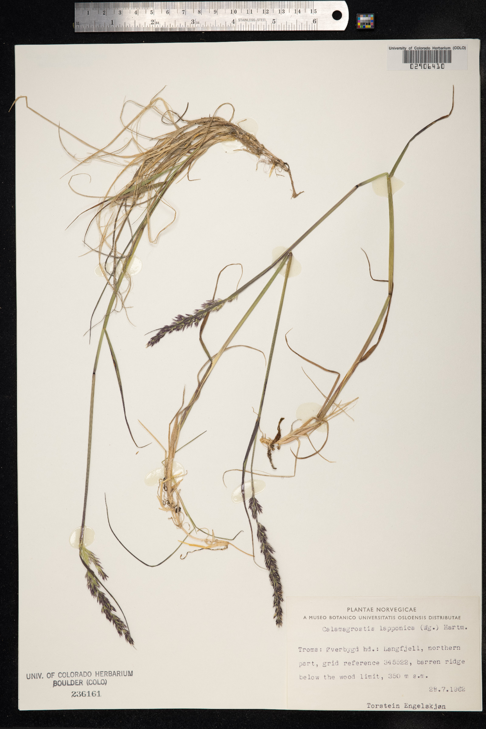 Calamagrostis lapponica image