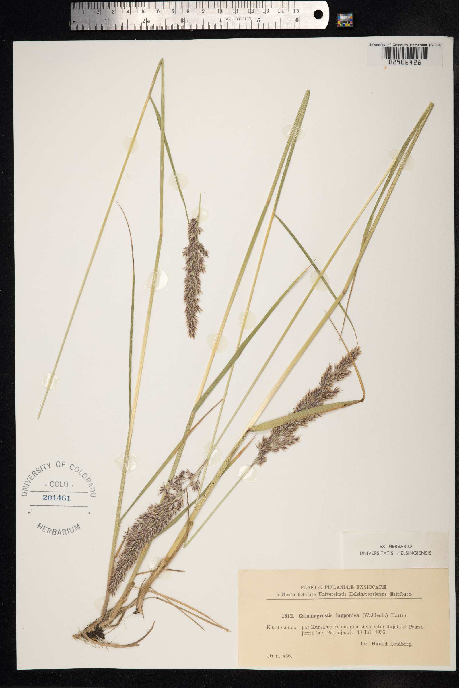 Calamagrostis canadensis var. langsdorffii image