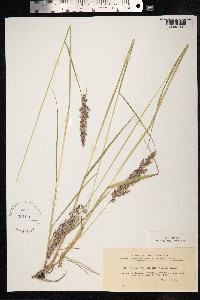 Calamagrostis canadensis image