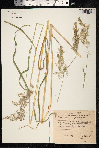 Calamagrostis purpurea image