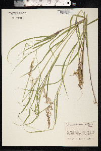 Calamagrostis purpurea image