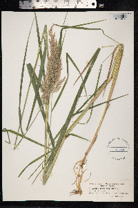 Calamagrostis purpurea image