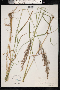 Calamagrostis purpurea image