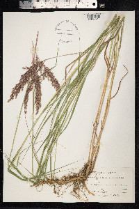 Calamagrostis purpurea image