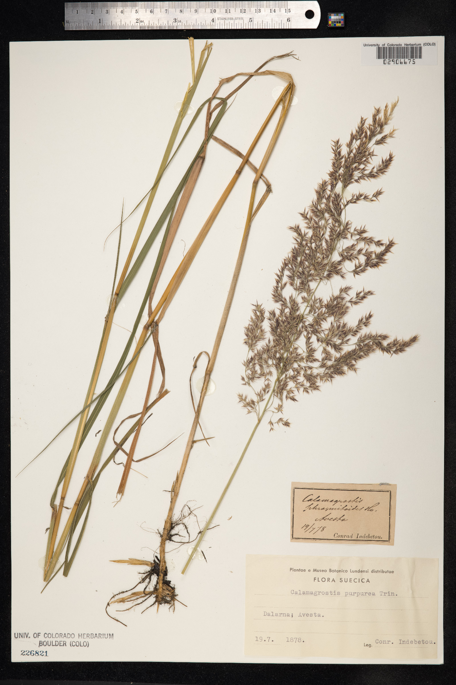 Calamagrostis purpurea image