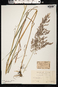 Calamagrostis purpurea image