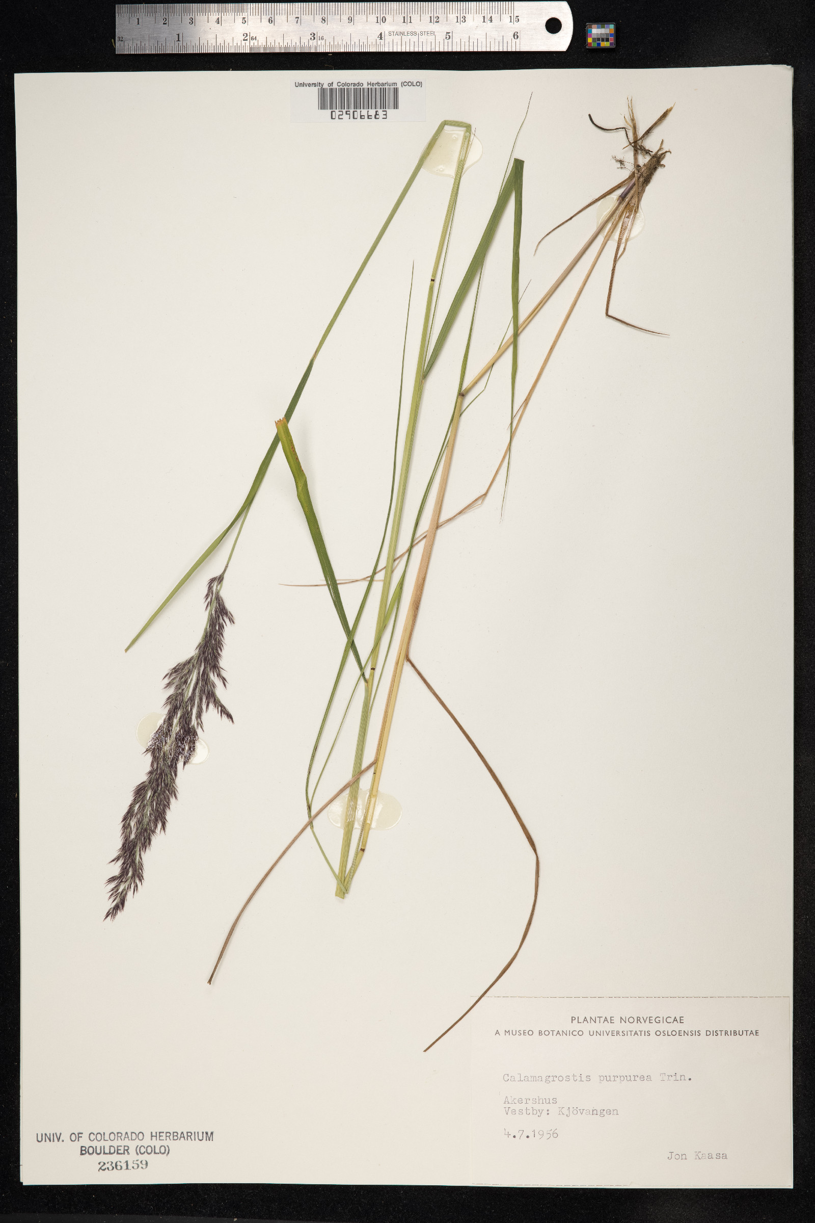 Calamagrostis image