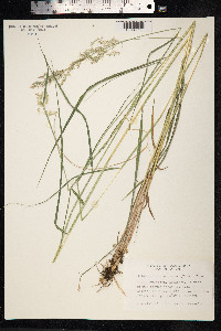 Calamagrostis purpurea image