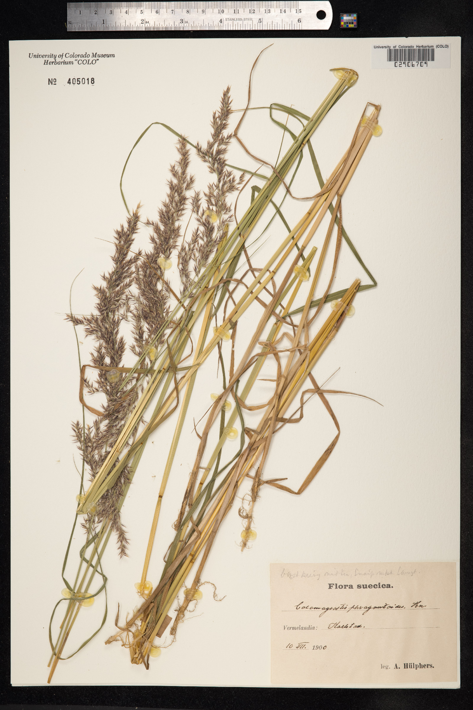 Calamagrostis purpurea image