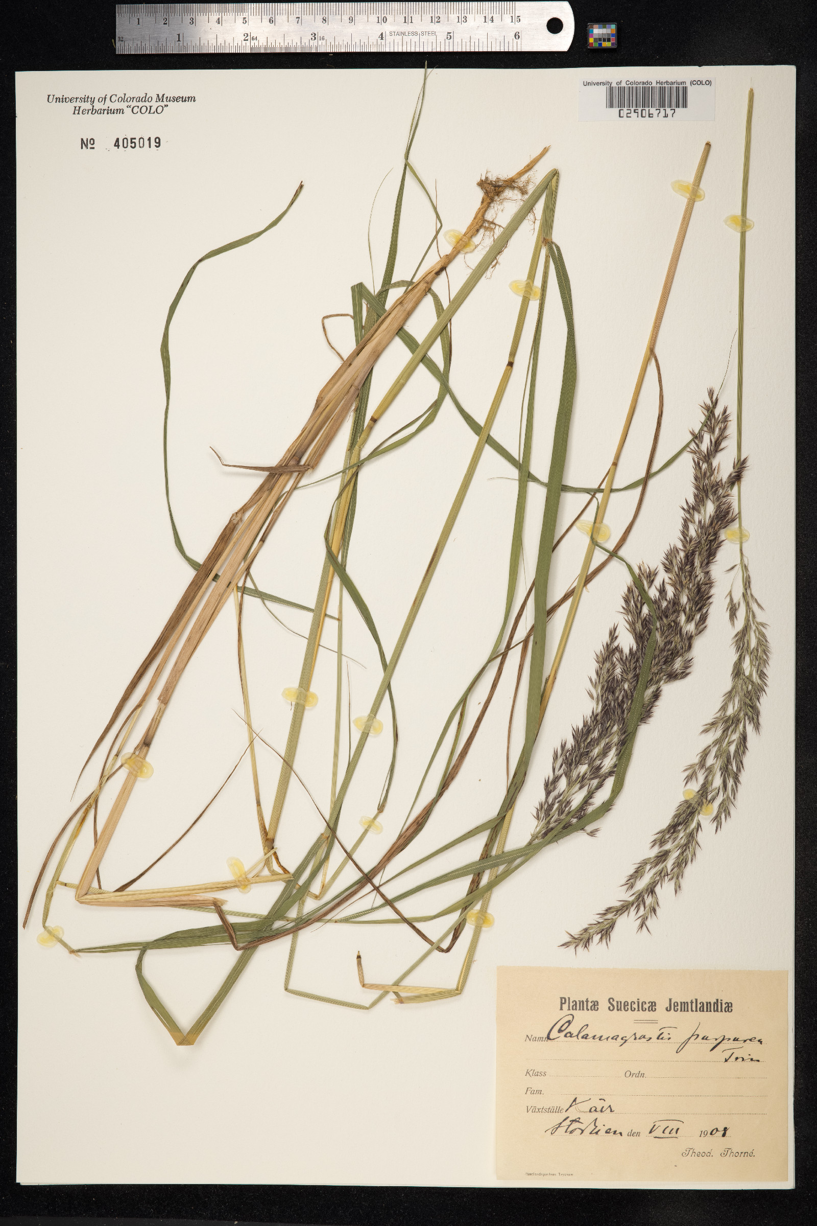 Calamagrostis image