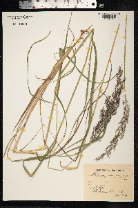 Calamagrostis purpurea image