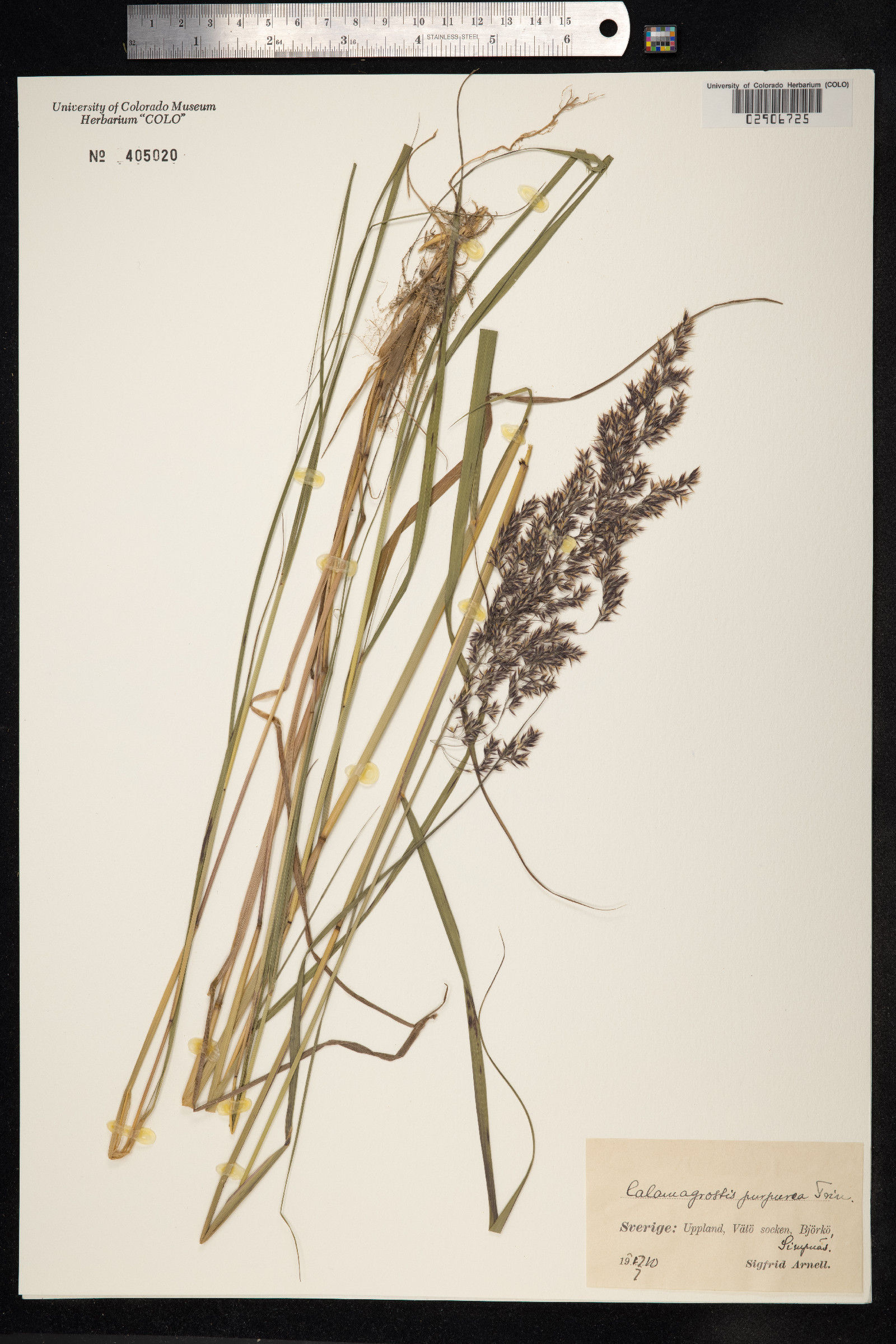 Calamagrostis purpurea image