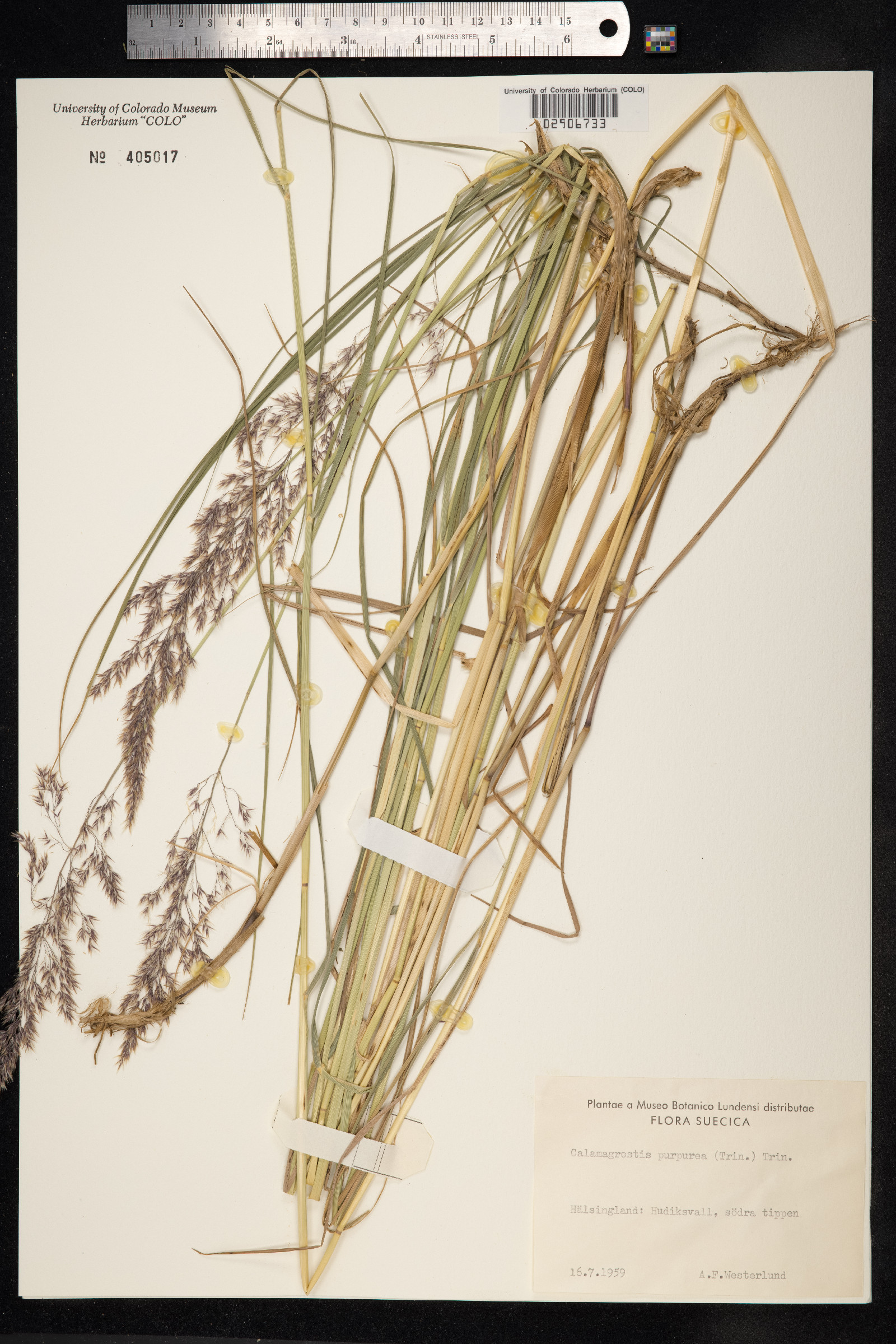 Calamagrostis purpurea image