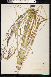Calamagrostis purpurea image