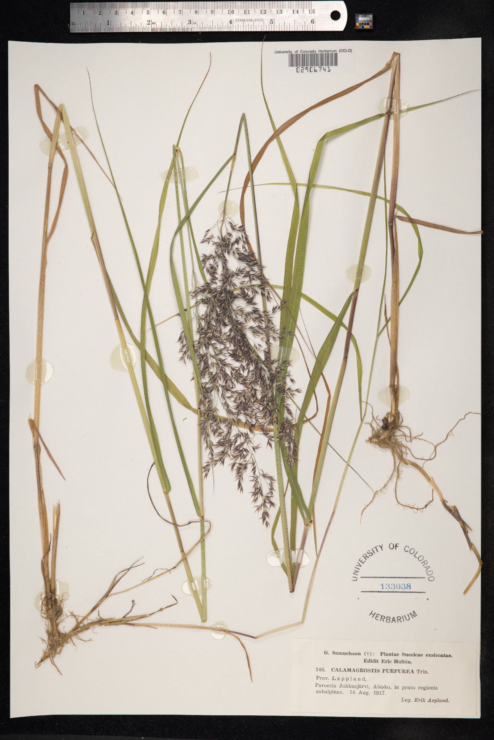 Calamagrostis purpurea image