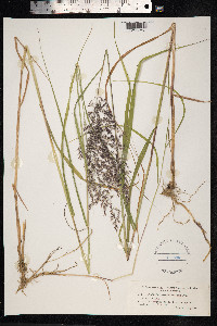 Calamagrostis purpurea image