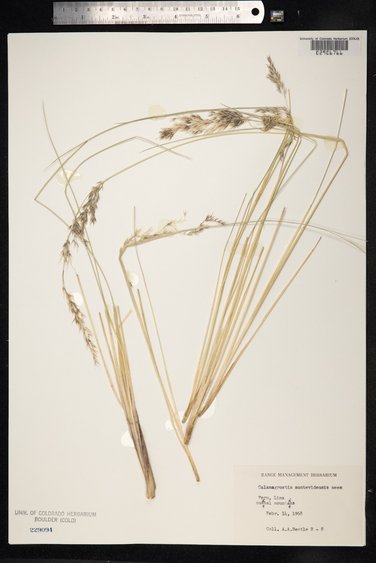 Calamagrostis viridiflavescens image