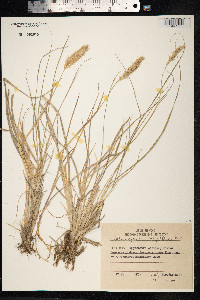 Calamagrostis sesquiflora image