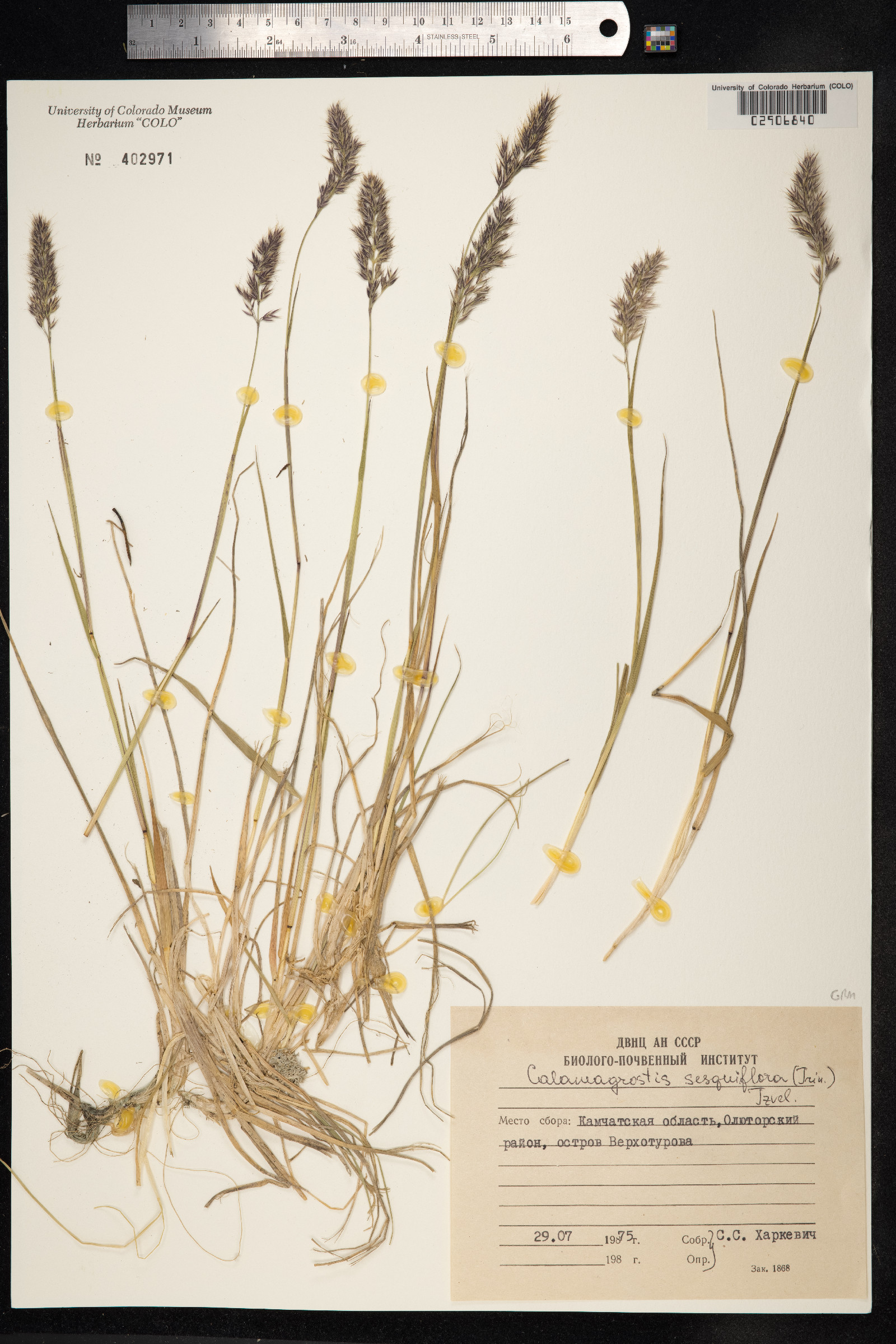 Calamagrostis sesquiflora image