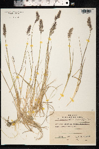 Calamagrostis sesquiflora image