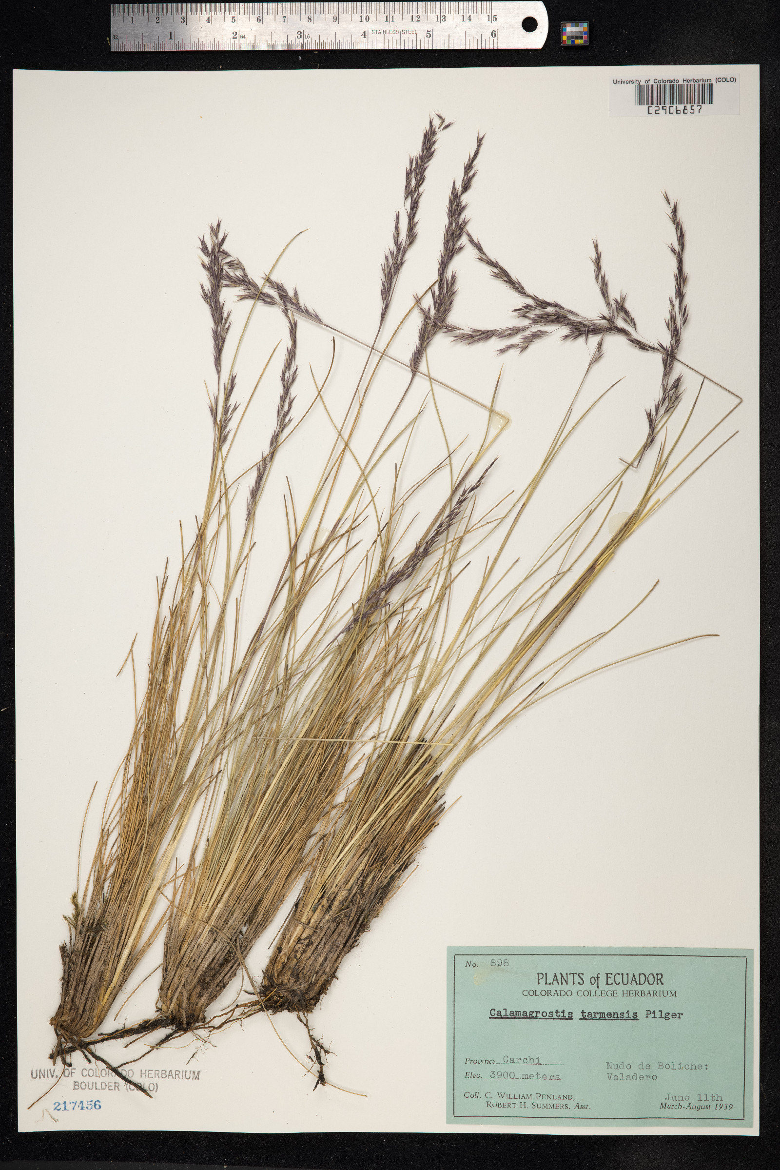 Calamagrostis tarmensis image