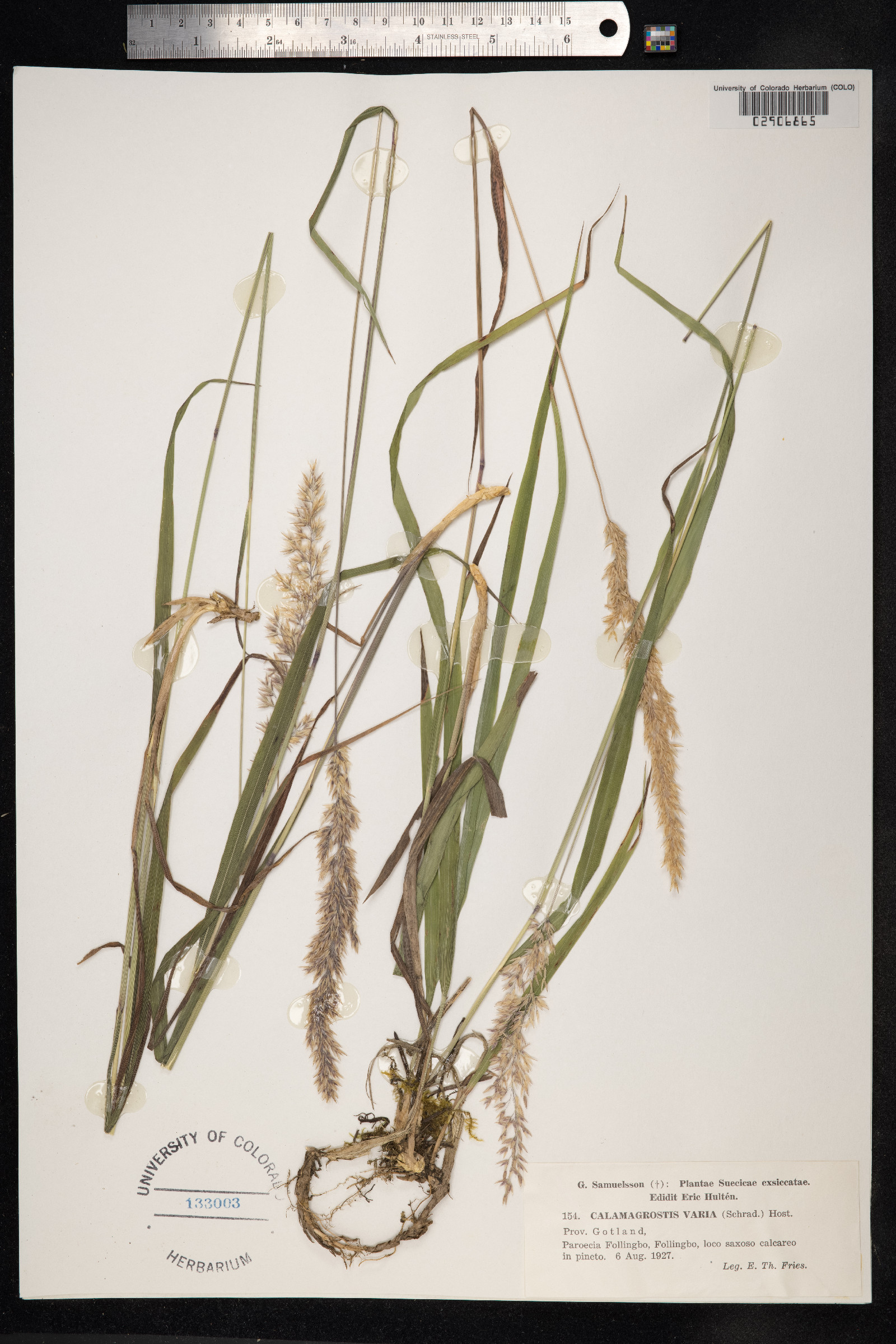 Calamagrostis bolanderi image
