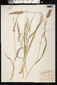 Calamagrostis bolanderi image