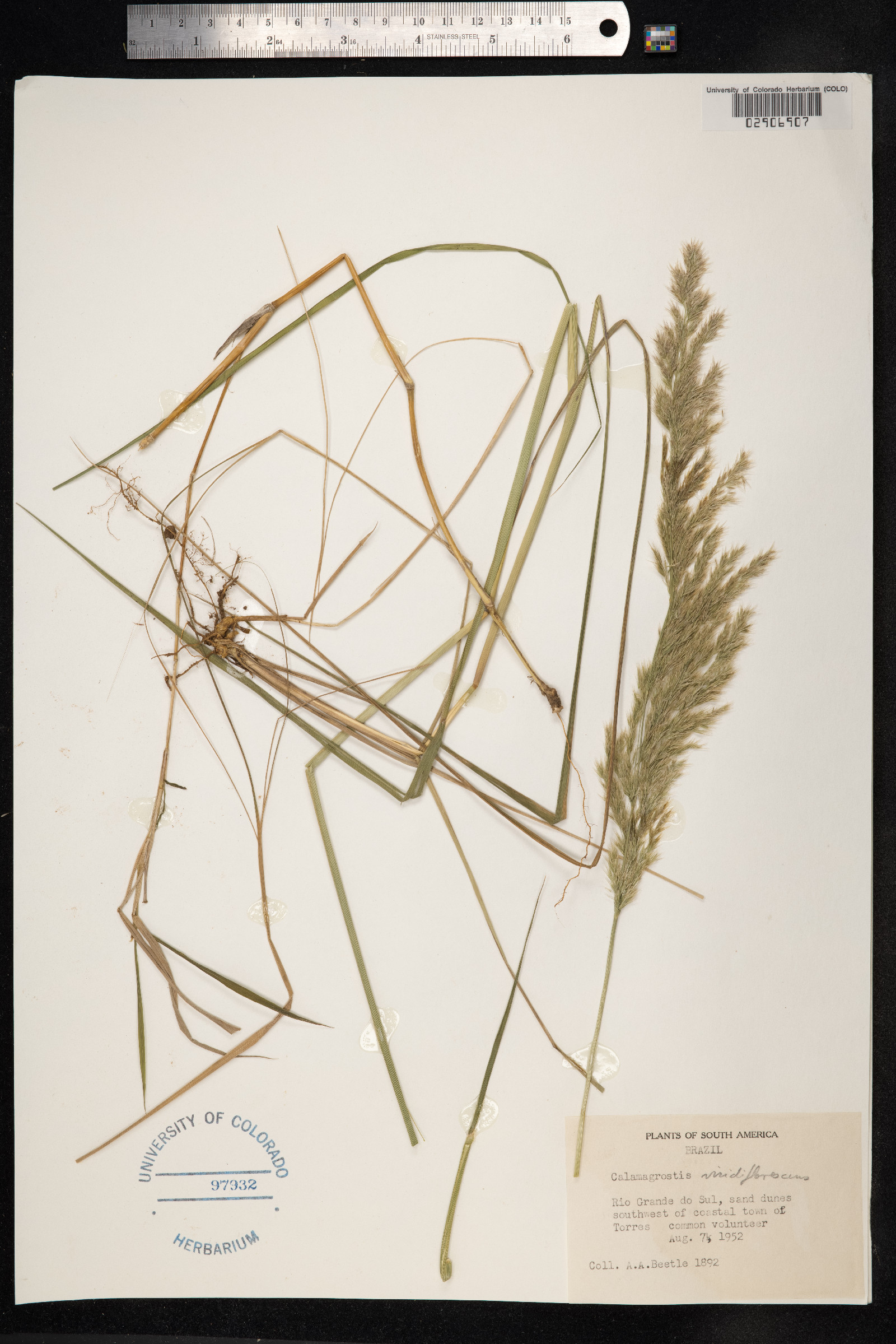Calamagrostis viridiflavescens image