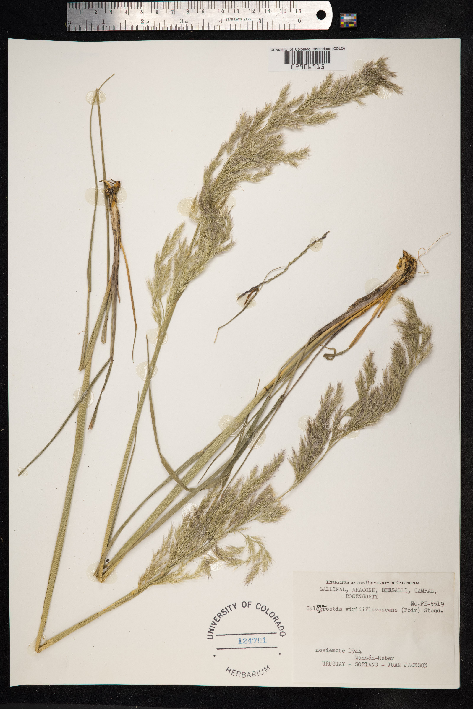 Calamagrostis viridiflavescens image