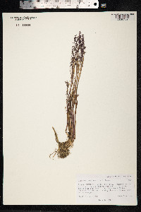 Catabrosa aquatica image