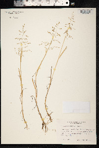Catabrosa aquatica image