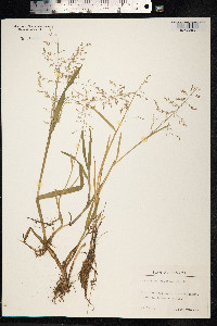 Catabrosa aquatica image