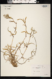 Catabrosa aquatica image